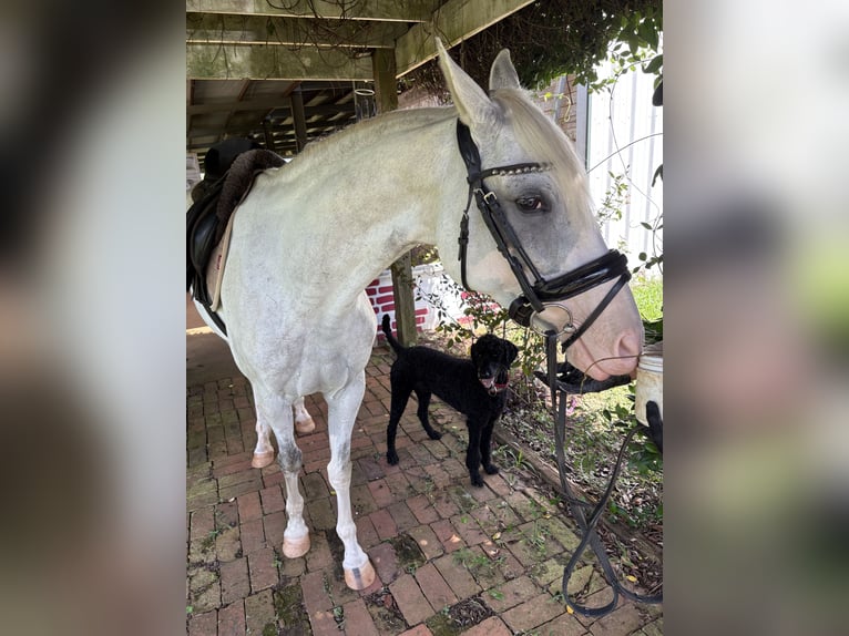 Sonstige Rassen Mix Stute 6 Jahre 152 cm Schecke in Leesburg