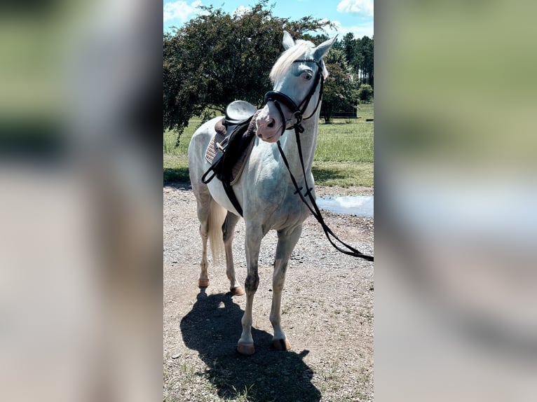 Sonstige Rassen Mix Stute 6 Jahre 152 cm Schecke in Leesburg