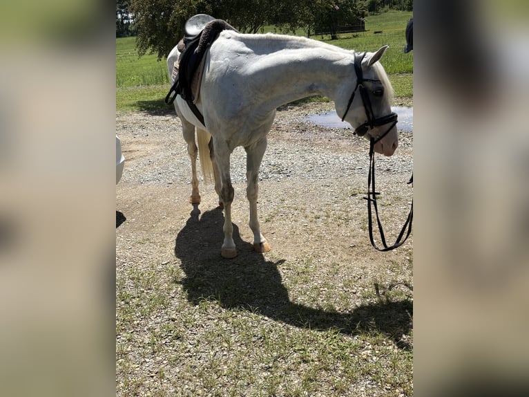 Sonstige Rassen Mix Stute 6 Jahre 152 cm Schecke in Leesburg