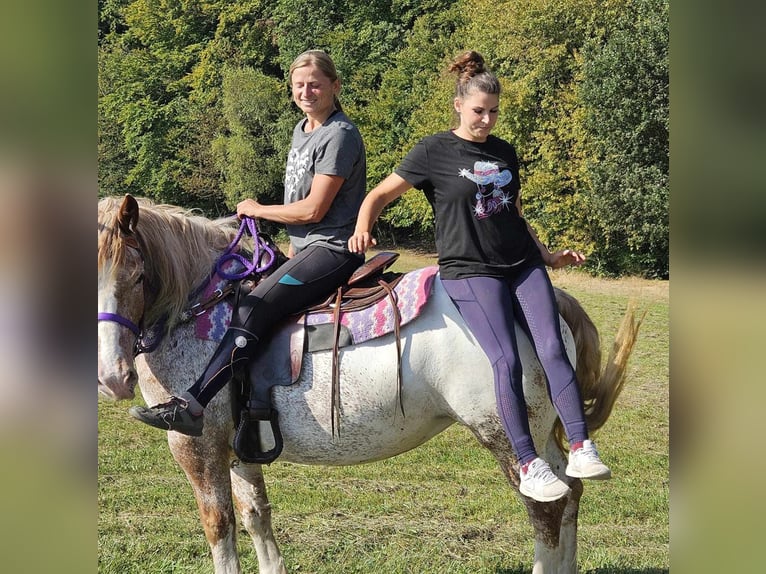 Sonstige Rassen Stute 6 Jahre 152 cm Tigerschecke in Linkenbach