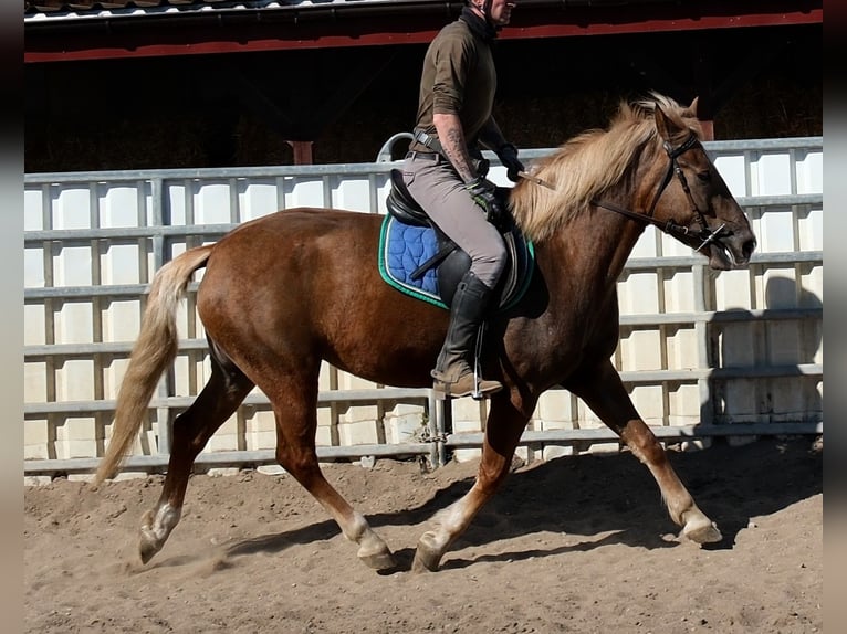 Sonstige Rassen Stute 6 Jahre 153 cm Dunkelfuchs in Buttstädt