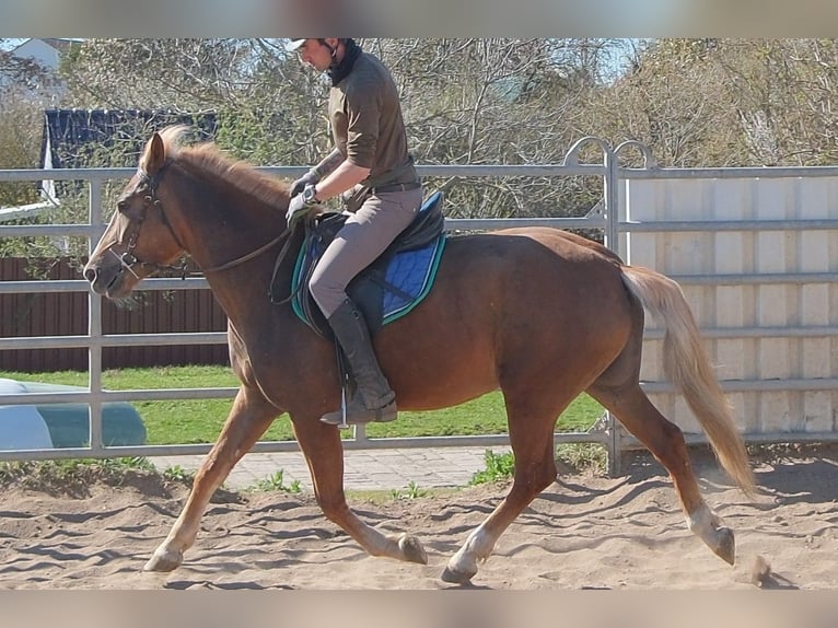 Sonstige Rassen Stute 6 Jahre 153 cm Dunkelfuchs in Buttstädt