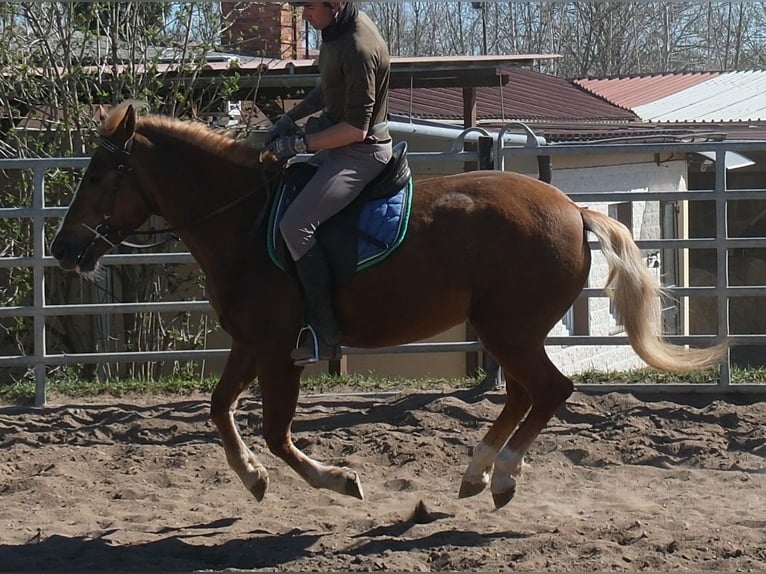 Sonstige Rassen Stute 6 Jahre 153 cm Fuchs in Rudersdorf