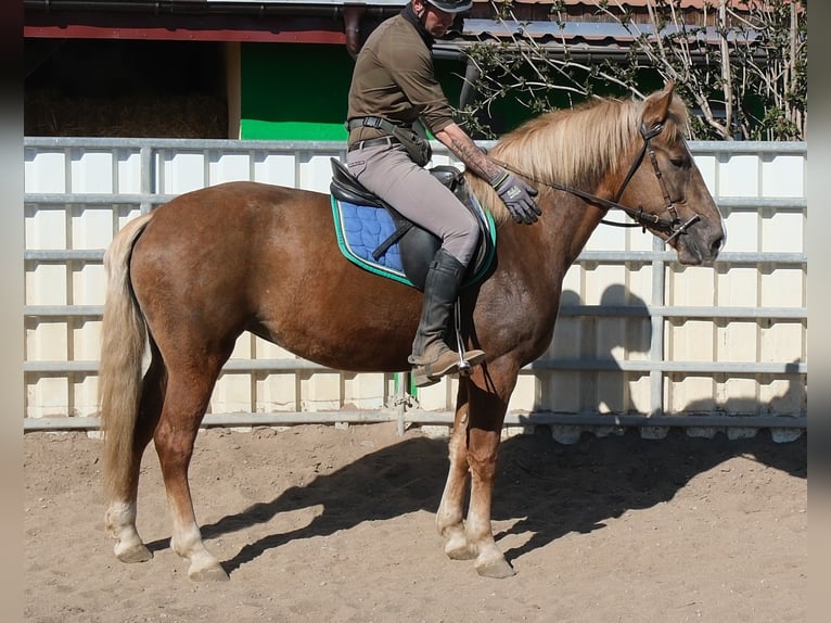Sonstige Rassen Stute 6 Jahre 153 cm Fuchs in Buttstädt