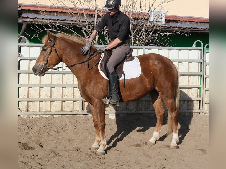 Sonstige Rassen Stute 6 Jahre 154 cm Fuchs in Buttstädt