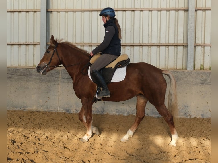 Sonstige Rassen Stute 6 Jahre 154 cm Fuchs in Rudersdorf