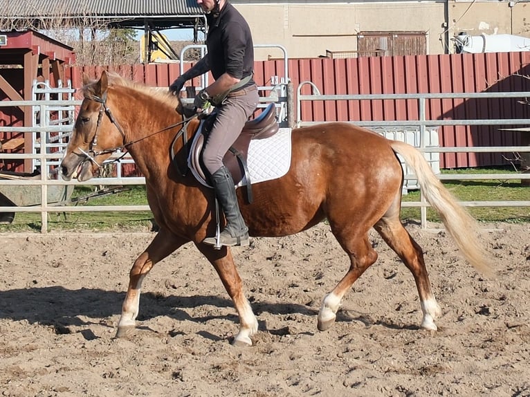 Sonstige Rassen Stute 6 Jahre 154 cm Fuchs in Buttstädt