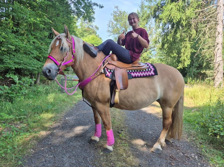 Sonstige Rassen Stute 6 Jahre 155 cm Brauner in Linkenbach