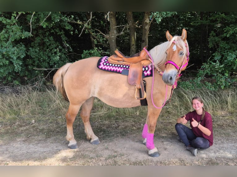 Sonstige Rassen Stute 6 Jahre 155 cm Brauner in Linkenbach