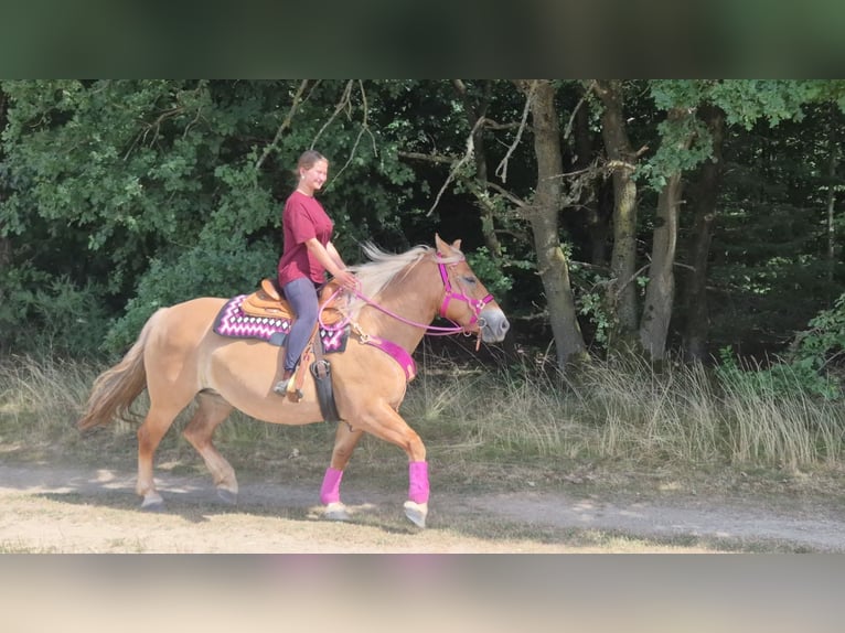 Sonstige Rassen Stute 6 Jahre 155 cm Brauner in Linkenbach