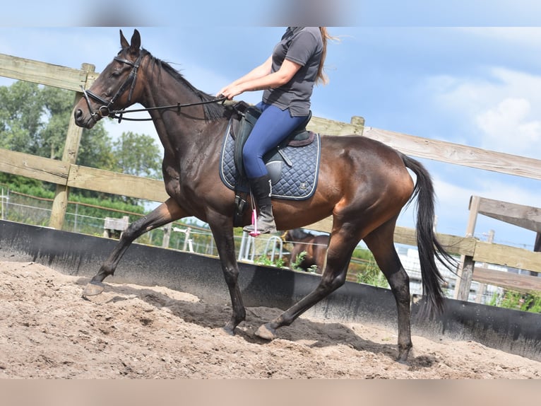 Sonstige Rassen Stute 6 Jahre 155 cm Dunkelbrauner in Achtmaal