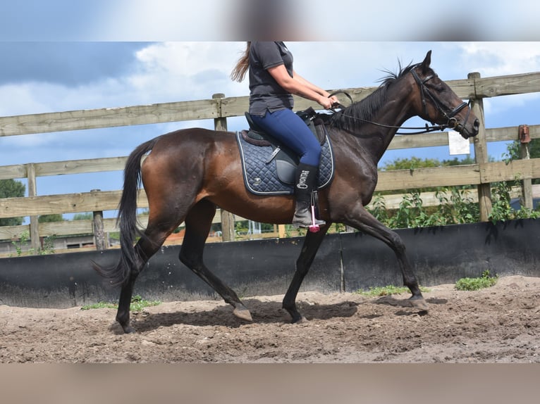 Sonstige Rassen Stute 6 Jahre 155 cm Dunkelbrauner in Achtmaal
