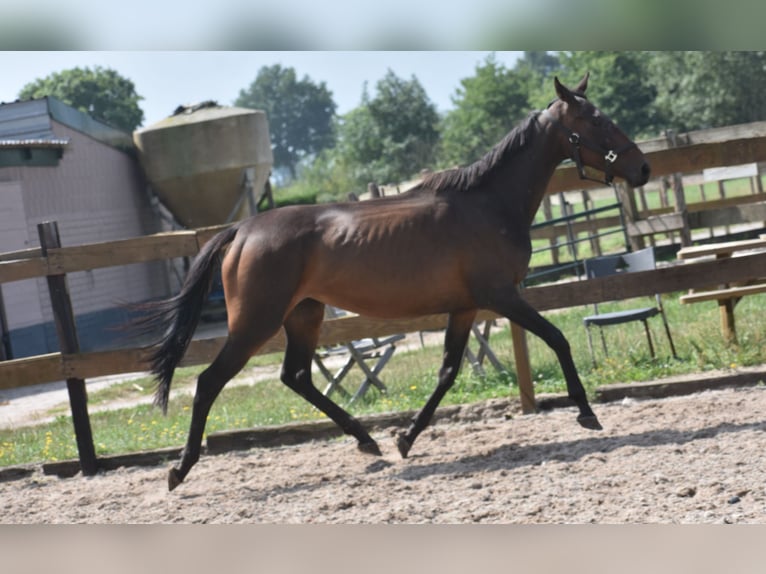 Sonstige Rassen Stute 6 Jahre 155 cm Dunkelbrauner in Achtmaal
