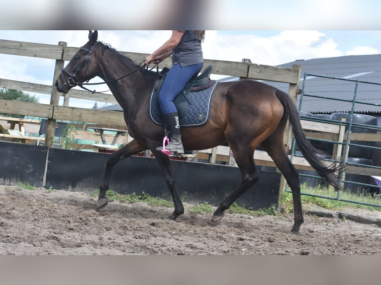 Sonstige Rassen Stute 6 Jahre 155 cm Dunkelbrauner in Achtmaal