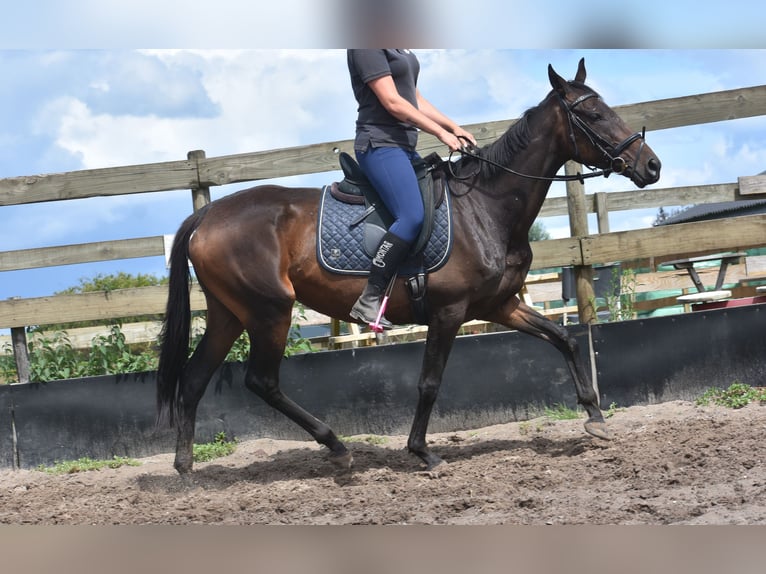 Sonstige Rassen Stute 6 Jahre 155 cm Dunkelbrauner in Achtmaal