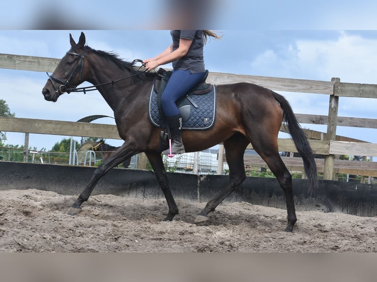 Sonstige Rassen Stute 6 Jahre 155 cm Dunkelbrauner in Achtmaal