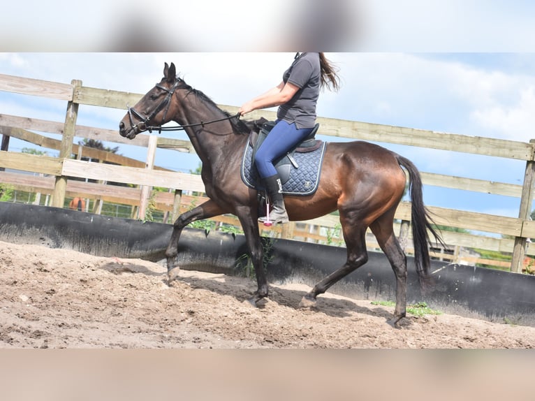 Sonstige Rassen Stute 6 Jahre 155 cm Dunkelbrauner in Achtmaal