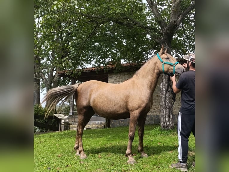 Sonstige Rassen Stute 6 Jahre 155 cm Palomino in Zaldibar