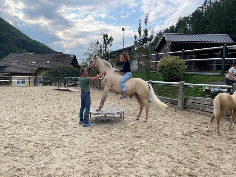 Sonstige Rassen Stute 6 Jahre 160 cm Pearl in Laussa