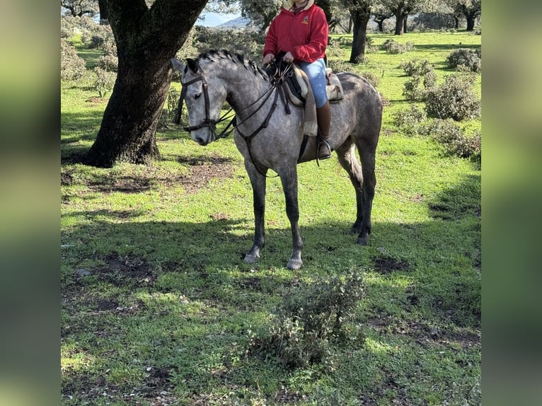 Sonstige Rassen Stute 6 Jahre 160 cm Schimmel in San Fernando De Henares