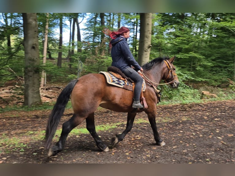 Sonstige Rassen Stute 6 Jahre 162 cm Brauner in Linkenbach