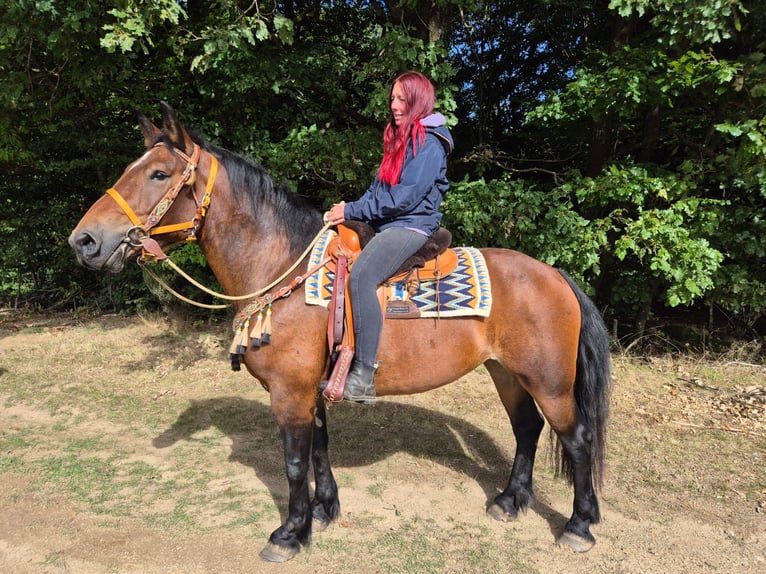 Sonstige Rassen Stute 6 Jahre 162 cm Brauner in Linkenbach