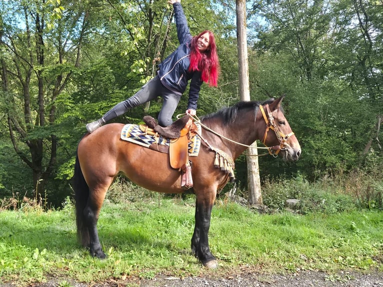 Sonstige Rassen Stute 6 Jahre 162 cm Brauner in Linkenbach
