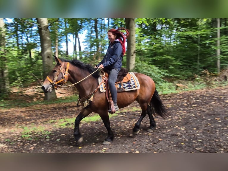 Sonstige Rassen Stute 6 Jahre 162 cm Brauner in Linkenbach
