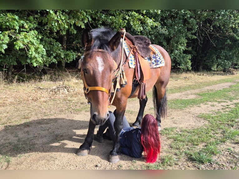 Sonstige Rassen Stute 6 Jahre 162 cm Brauner in Linkenbach