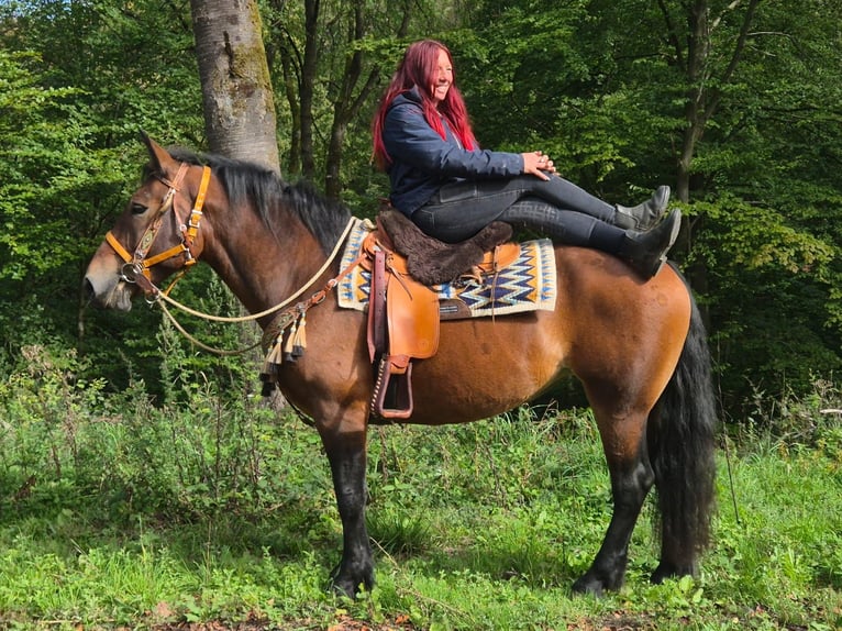 Sonstige Rassen Stute 6 Jahre 162 cm Brauner in Linkenbach