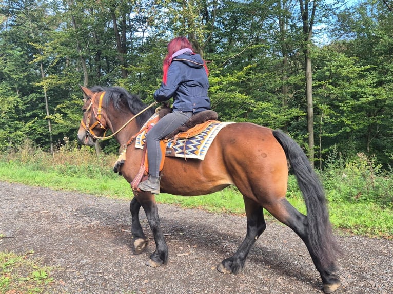 Sonstige Rassen Stute 6 Jahre 162 cm Brauner in Linkenbach