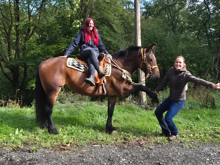 Sonstige Rassen Stute 6 Jahre 162 cm Brauner in Linkenbach