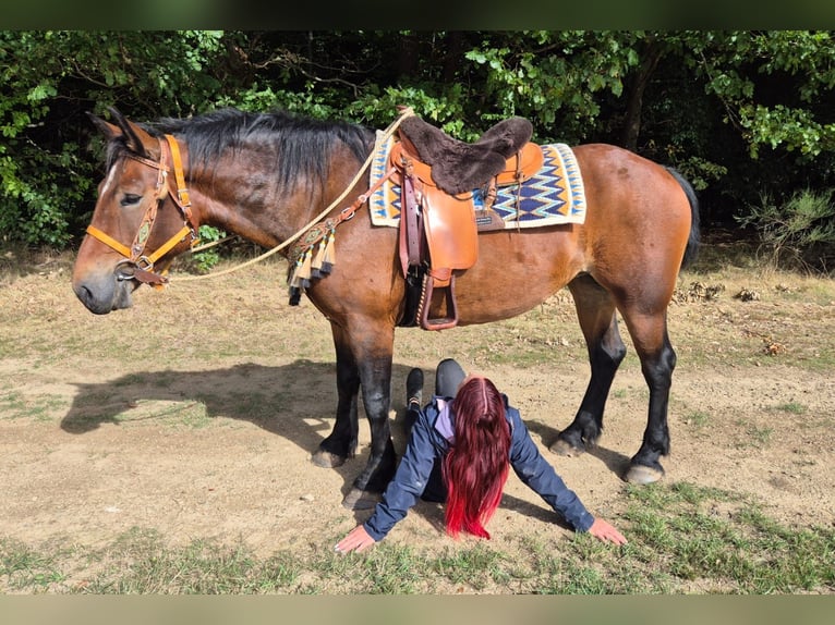 Sonstige Rassen Stute 6 Jahre 162 cm Brauner in Linkenbach