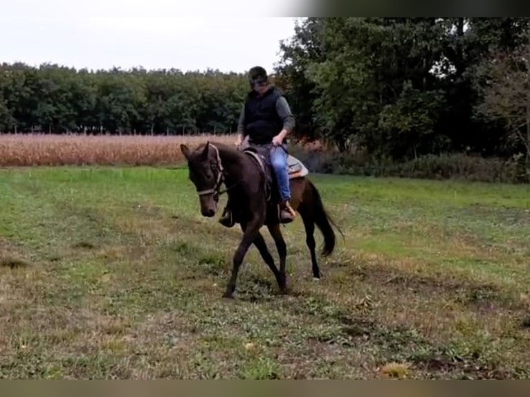 Sonstige Rassen Stute 6 Jahre 164 cm Dunkelbrauner in Rinn