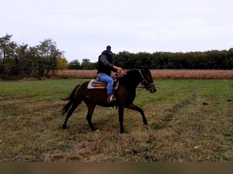 Sonstige Rassen Stute 6 Jahre 164 cm Dunkelbrauner in Rinn