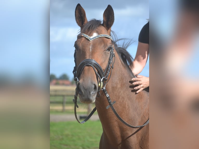 Sonstige Rassen Stute 6 Jahre 165 cm Brauner in Breda
