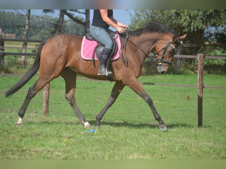 Sonstige Rassen Stute 6 Jahre 165 cm Brauner in Breda