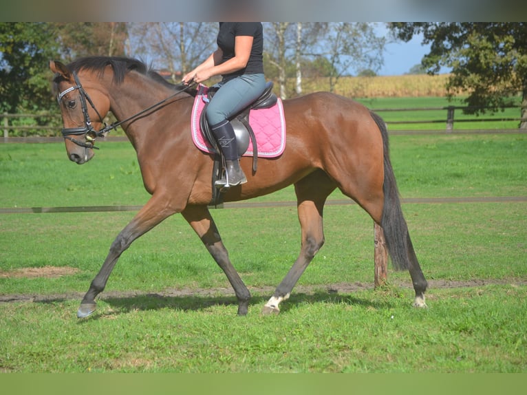 Sonstige Rassen Stute 6 Jahre 165 cm Brauner in Breda
