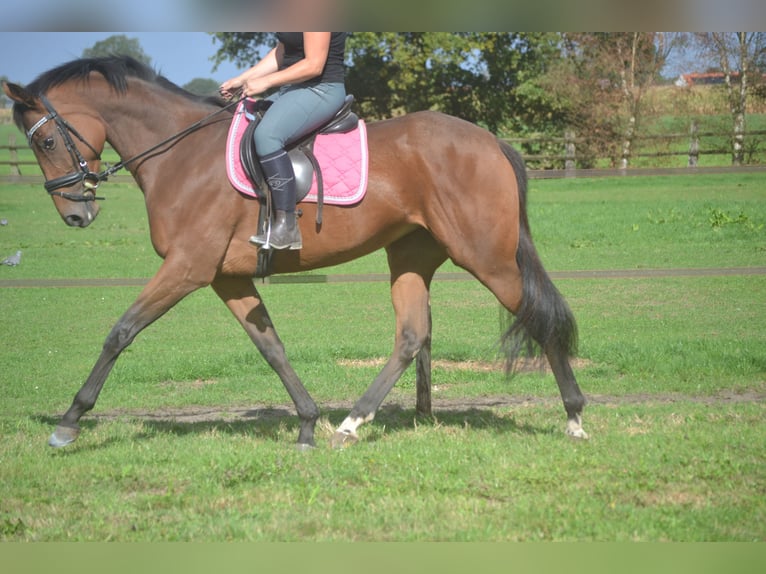 Sonstige Rassen Stute 6 Jahre 165 cm Brauner in Breda