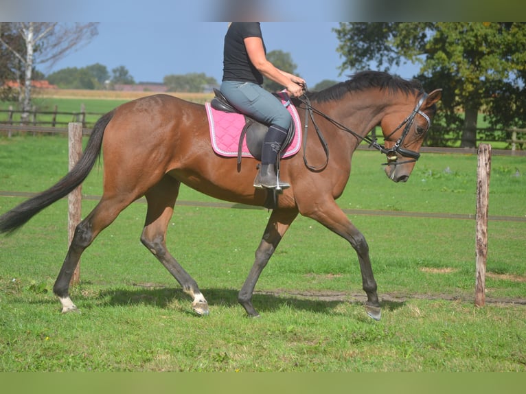 Sonstige Rassen Stute 6 Jahre 165 cm Brauner in Breda