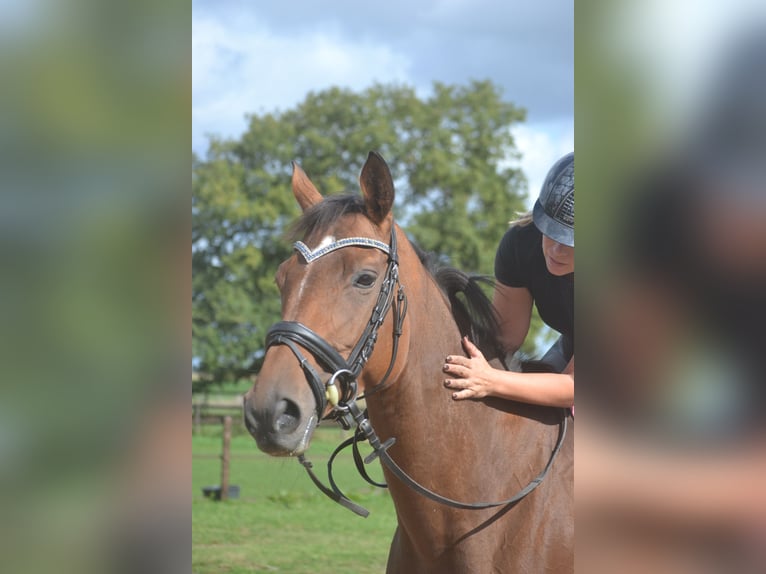 Sonstige Rassen Stute 6 Jahre 165 cm Brauner in Breda