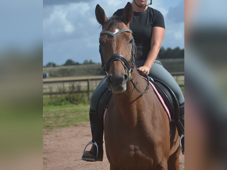 Sonstige Rassen Stute 6 Jahre 165 cm Brauner in Breda