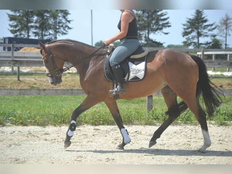 Sonstige Rassen Stute 6 Jahre 165 cm Brauner in Breda