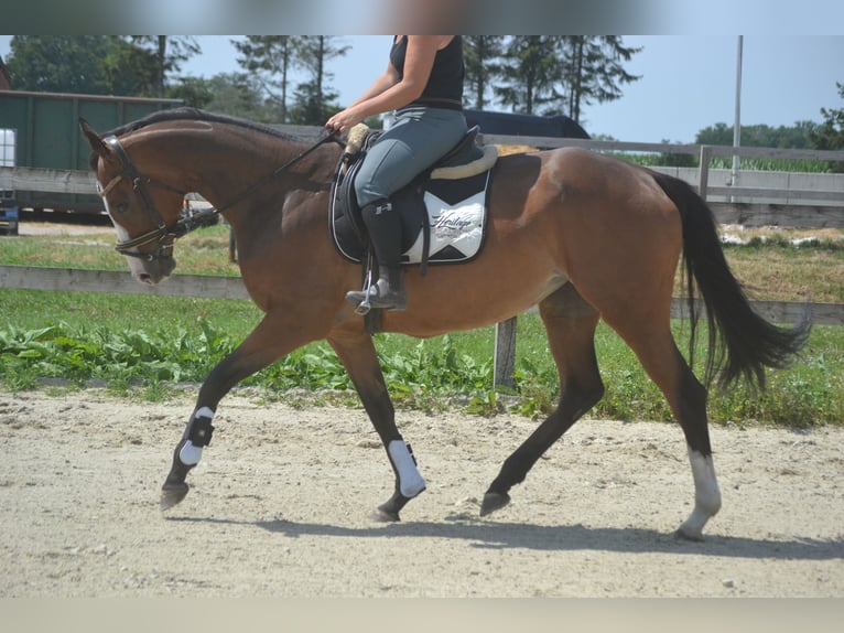 Sonstige Rassen Stute 6 Jahre 165 cm Brauner in Breda