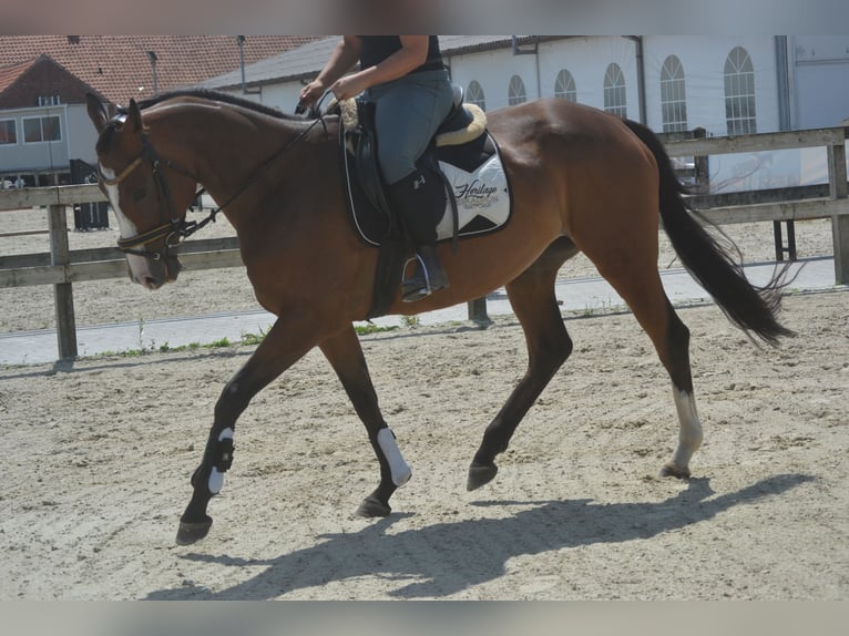 Sonstige Rassen Stute 6 Jahre 165 cm Brauner in Breda