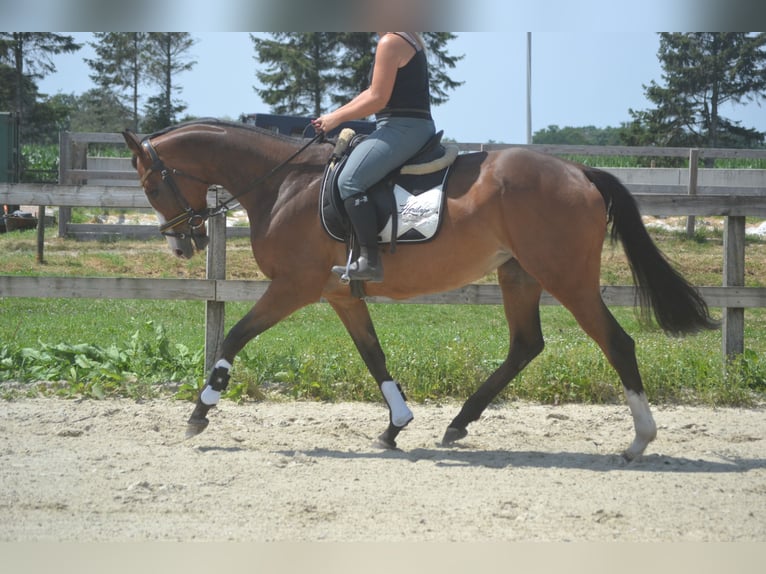 Sonstige Rassen Stute 6 Jahre 165 cm Brauner in Breda