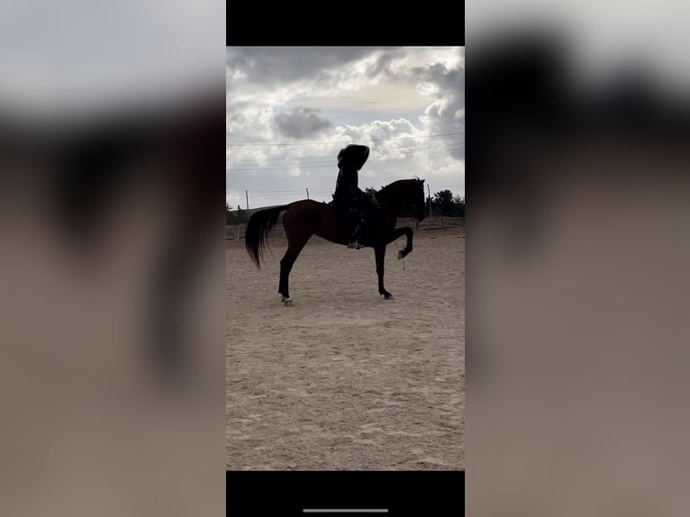 Sonstige Rassen Mix Stute 6 Jahre 165 cm Rotbrauner in Jerez de la Frontera