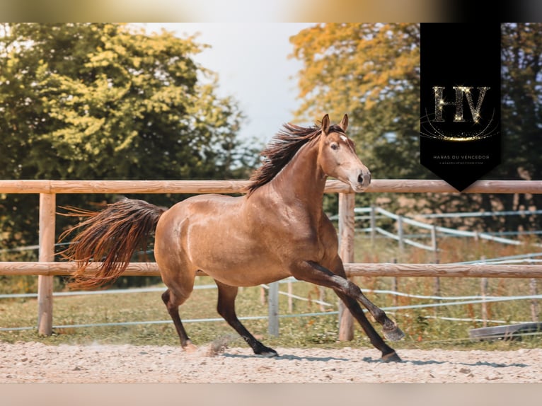 Sonstige Rassen Stute 6 Jahre 166 cm Falbe in Grury