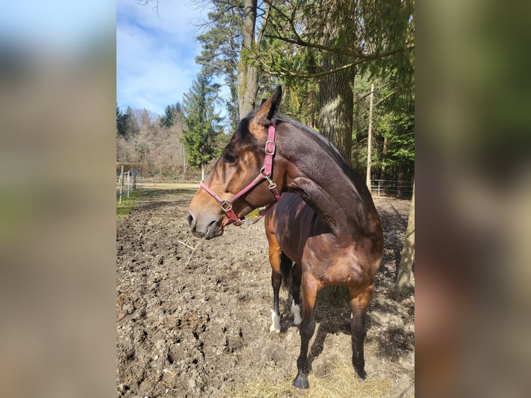 Sonstige Rassen Stute 6 Jahre 167 cm Brauner in Celje