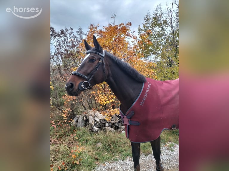 Sonstige Rassen Stute 6 Jahre 168 cm Dunkelbrauner in Sezana